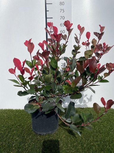 [P0000179] Photinia  fraseri Little Red Robin C3 25-30