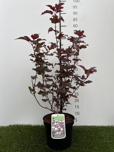 [P0000188] Physocarpus  opulifolius Lady in Red C3 40-60