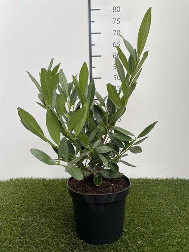 [P0000207] Prunus  laurocerasus Otto Luyken C3 30-40