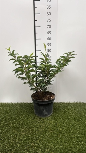 [P0000216] Prunus  lusitanica Brenelia C3 30-40