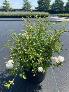 [P0000225] Rosa  (M) White Fairy C3 25-30