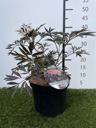 [P0000233] Sambucus  Nigra Black Lace C3 30-40
