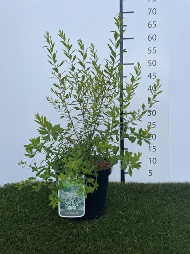 [P0000238] Spiraea  arguta C3 40-60