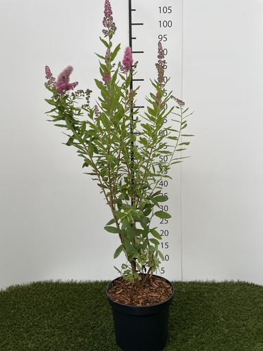 [P0000241] Spiraea  billardii C3 40-60