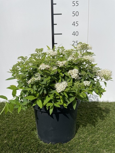 [P0000244] Spiraea  Japonica Albiflora C3 25-30