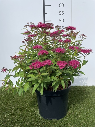 [P0000245] Spiraea  japonica Anthony Waterer C3 25-30