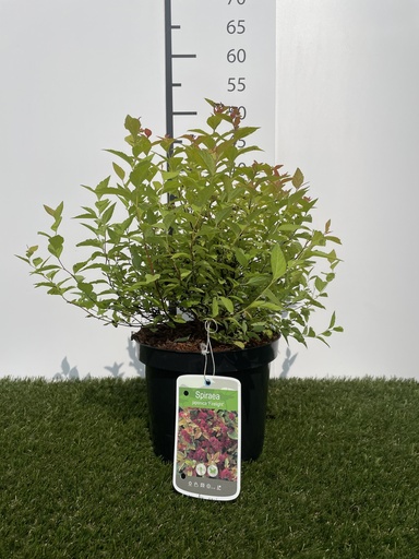 [P0000248] Spiraea  japonica Firelight C3 25-30