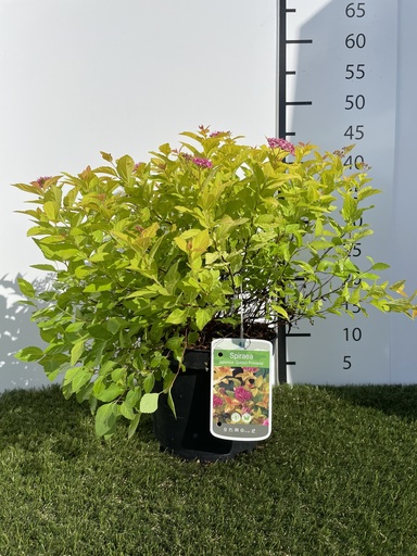 [P0000243] Spiraea jap. Golden Princess C3 20-25