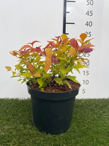 [P0000250] Spiraea  japonica Goldflame C3 25-30
