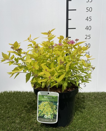 [P0000251] Spiraea  japonica Goldmound C3 25-30