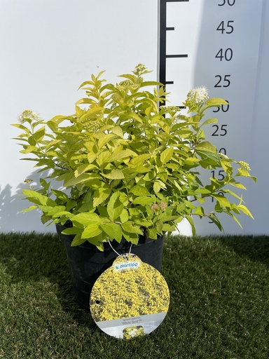 [P0000253] Spiraea  japonica White Gold C3 40+