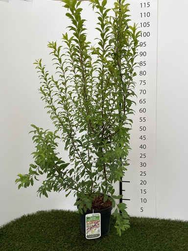 [P0000257] Spiraea  thunbergii Fujino Pink C3 40-60