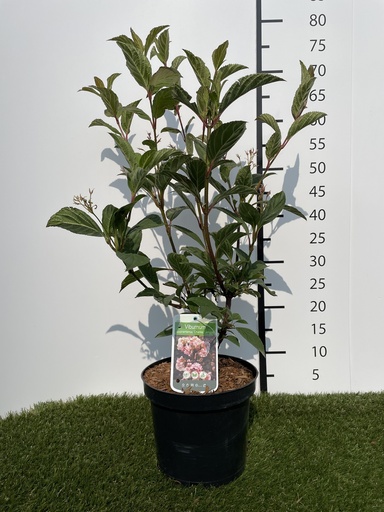 [P0000273] Viburnum  bodnantense Charles Lamont C3 50-60