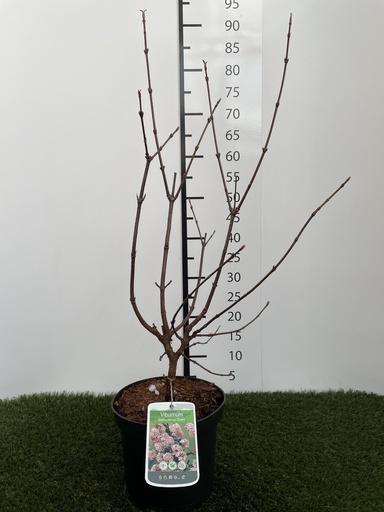 [P0000274] Viburnum  bodnantense Dawn C7,5 60-80