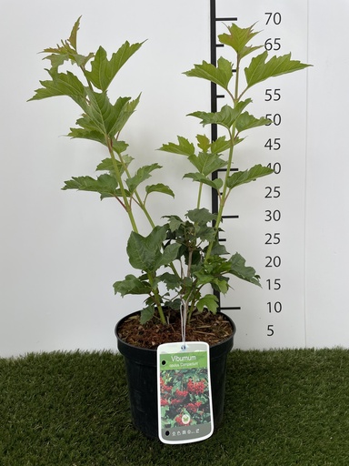 [P0000279] Viburnum  opulus Compactum C3 25-30