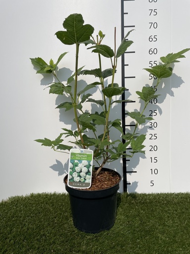 [P0000280] Viburnum  opulus Roseum C3 40-60