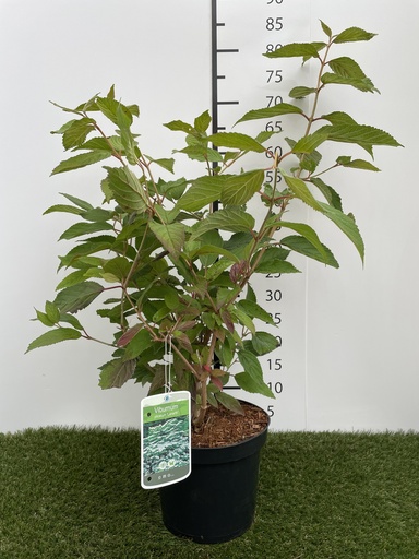 [P0000281] Viburnum  plicatum Lanarth C3 40-60