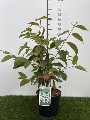 [P0000282] Viburnum  plicatum Mariesii C3 40-60