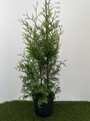 [P0000271] Thuja  plicata Gelderland C4 80-100