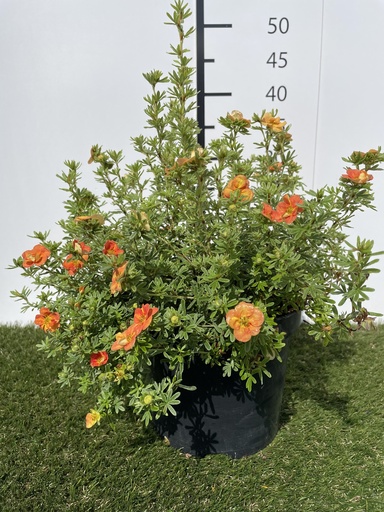 [P0000195] Potentilla fruticosa Red Ace C3 25-30