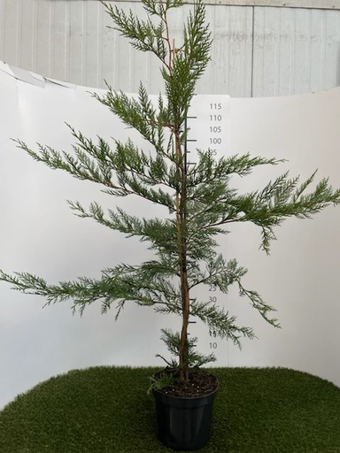 [P0000079] Cupressocyparis Leylandii C4 125-150