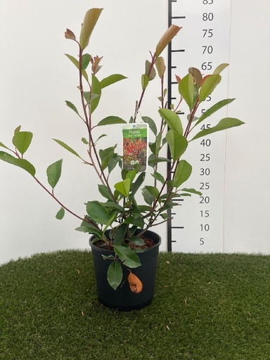 [P0000180] Photinia fraseri Red Robin C3 40-60
