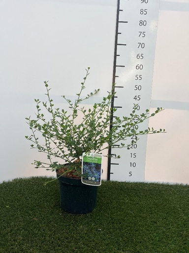 [P0000045] Ceanothus impressus  Victoria C3 30-40