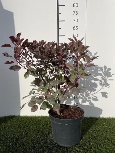 [P0000067] Cotinus coggygria Dusky Maiden C3 40-50