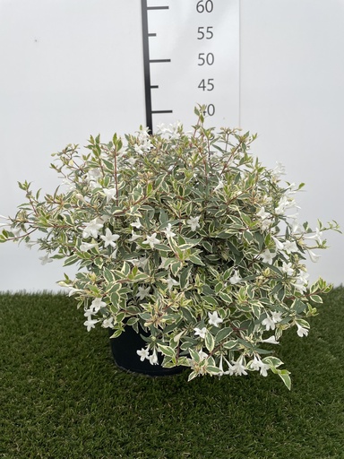 [P0000008] Abelia Grandiflora Confetti C3 25-30