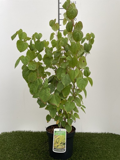 [P0000049] Cercidiphyllum japonicum C3 60-80