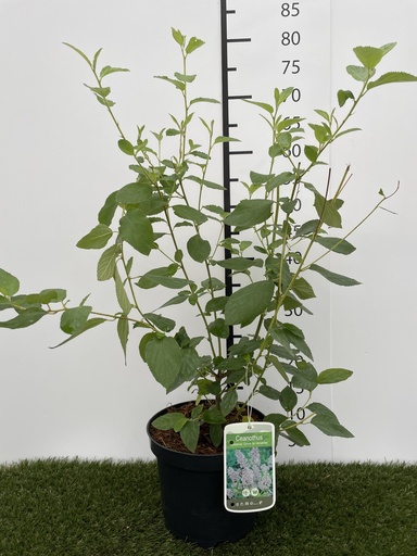 [P0000043] Ceanothus delilianus Gloire de Versailles C3 40-50