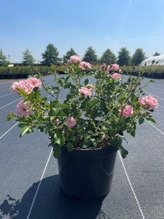 [P0000228] Rosa The Fairy c3 25-30