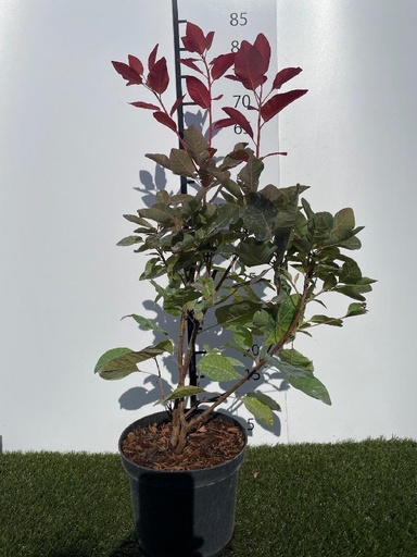 [P0000073] Cotinus dummeri Grace C3 40-60