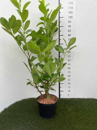 [P0000212] Prunus laurocerasus Rotundifolia C4 80-100