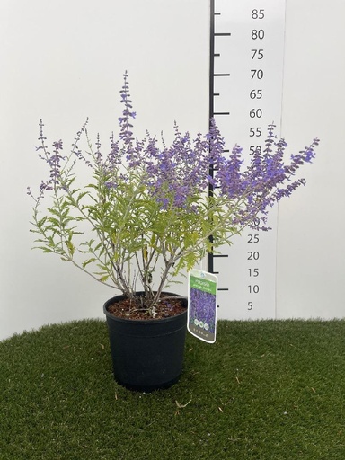 [P0000300] Perovskia atripl Blue Spire C3 40-50
