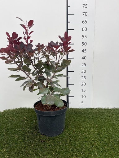 [P0000071] Cotinus coggygria Royal Purple C3 40-50
