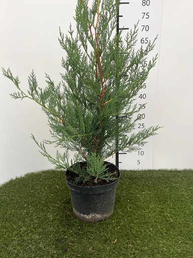 [P0000293] Cupressocyparis leylandii 2001 C4 60-80