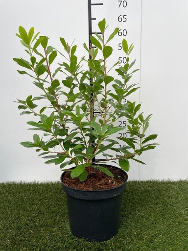 [P0000572] Arbutus unedo Compacta C3 30-40