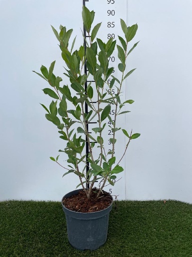 [P0000355] Aronia melanocarpa Hugin C3 40-60