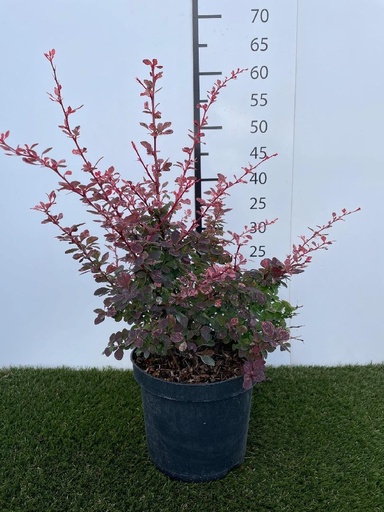 [P0000358] Berberis thunbergii Harlequin C3 30-40