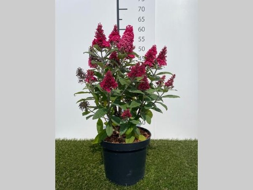 [P0000360] Buddleja dav. Butterfly Little Ruby C3 30-40