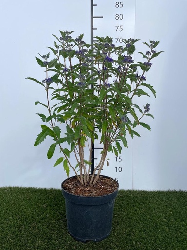 [P0000364] Caryopteris cland. Grand Bleu (inoveris) C3 40-60