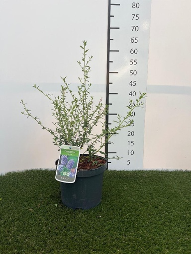 [P0000369] Ceanothus Concha C3 30-40