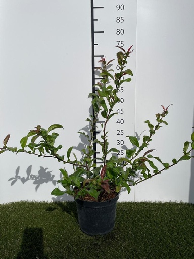 [P0000372] Chaenomeles spec. Nivalis C3 40-60
