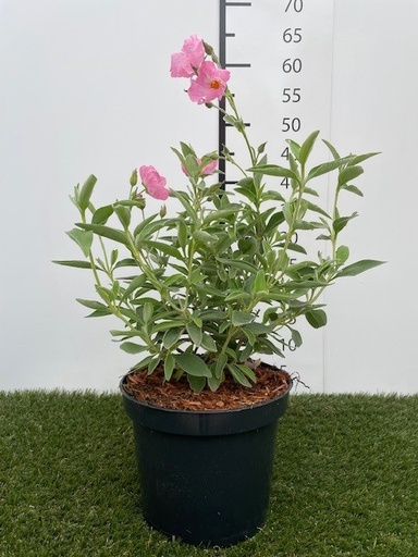 [P0000376] Cistus Silver Pink C3 30-40