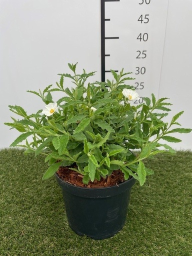 [P0000377] Cistus florentinus C3 30-40