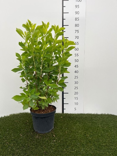 [P0000378] Clethra alnifolia C3 40-60