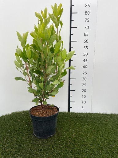 [P0000380] Clethra aln. Pink Spire C3 30-40
