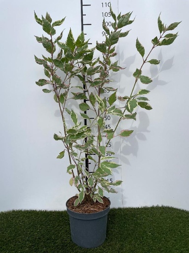 [P0000619] Cornus alba Miracle  C3 60-80