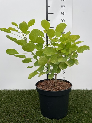[P0000385] Cotinus coggygria Golden Spirit  C3 40-60